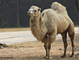 Bactrian Camel