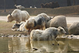 White Yaks