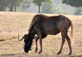 Wildebeest