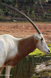 Gemsbok (Oryx)