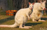 Albino Bennet's Wallaby