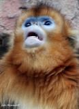 Golden Snub-nosed Monkey