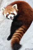 Lesser Panda (Red Panda)