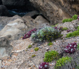 Cliff edge vegetation