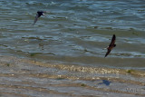 Two Swallow + 1 Shadow