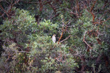 Juvenile Coopers Hawk - pre fly-by - 90yds