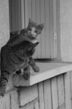 Les copains - buddies - compaeros (1)