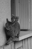 Les copains - buddies - compaeros (2)