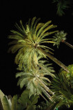 Palms and a taste of Gaudi (2)