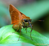 unidentified skipper