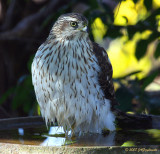 Coopers Hawk at waterbath