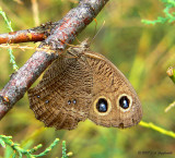 Common Wood Nymph (Cercyonis pegala)