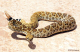 Western Diamondback (Crotalus atrox)