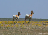 Pronghorn (Antilocarpa americana)