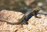 Prairie Lizard (Sceloporus consobrinus)