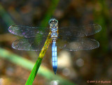 Blue Dasher-male (Pachydiplax longipennis)