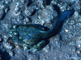 emerged Plains Spadefoot tadpole