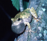 Gray/Copes Treefrog