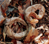 Eastern Copperhead (Agkistrodon contortrix)