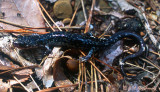 Plethodon salamander (Plethodon sp.)
