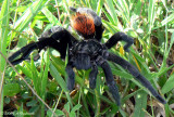 Mexican Redrump Tarantula (Brachypelma vagans)