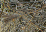 Timberline Sparrow P1110823