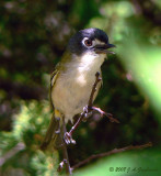 Black-capped Vireo female