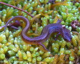 Many-ribbed Salamander (Eurycea multiplicata)