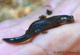 Smallmouth Salamander (Ambystoma texanum)