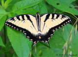 E. Tiger Swallowtail (Papilio glaucus)