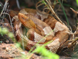 Broad-banded Copperhead (Agkistrodon laticinctus)