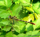 Stillwater Clubtail (Arigomphus lentulus)