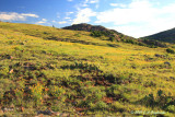 Coreopsis in the Wichitas