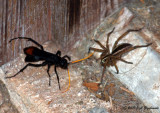 spider wasp and prey
