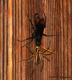 spider wasp and stunned spider