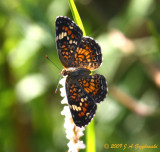 Phaon Crescent (Phyciodes phaon)