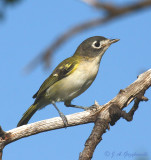 Black-capped Vireo hatch-year bird