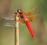 Neon Skimmer (Libellula croceipennis)