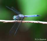 Blue Dasher (Pachydiplax longipennis)