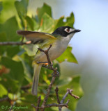 Black-capped Vireo