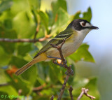 Black-capped Vireo