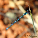 Double-striped Bluet (Enallagma basidens)