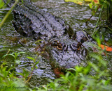 American Alligator