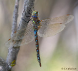 Blue-eyed Darner (Aeshna multicolor)