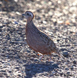 Montezuma Quail female