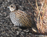 Montezuma Quail young male