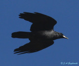 Common Raven