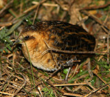 Yellow Rail