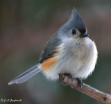 Tufted Titmouse