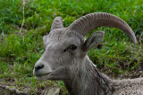 Mouflon des montagnes,  Zoo sauvage de St-Flicien